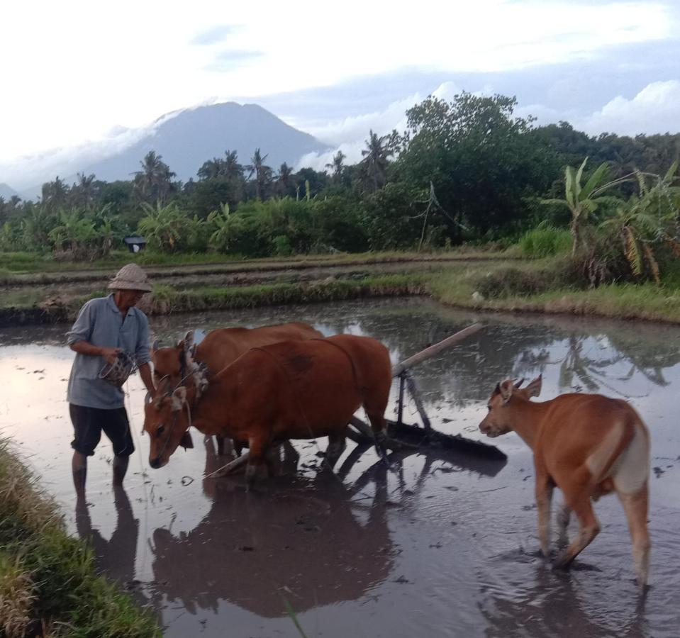 Pondok Diana Arta Jasri Camera foto